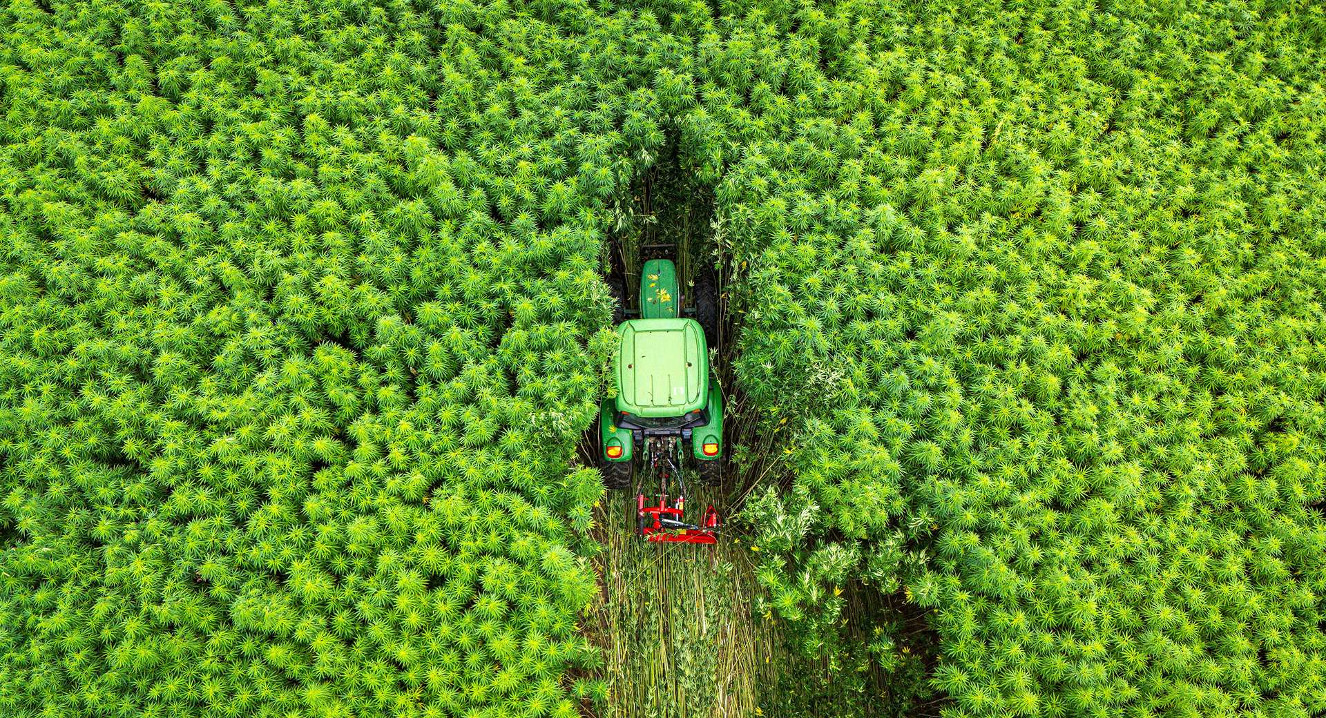 Aerial view of a tractor harvesting a hemp field