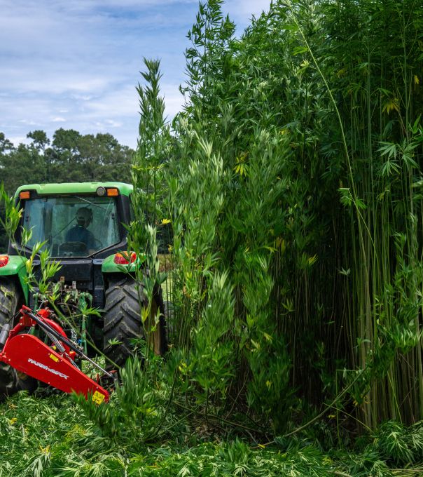 Tractor cutting tall hemp